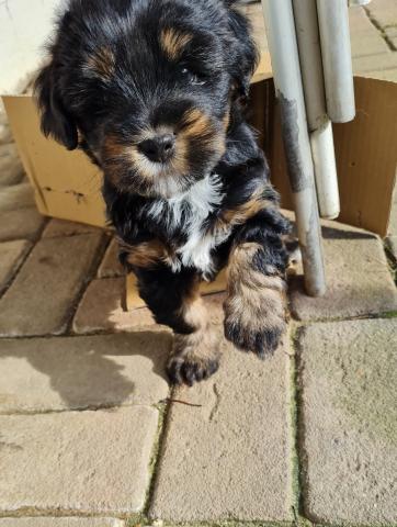 Tibet Terrier Welpe vom verlorenen Tal