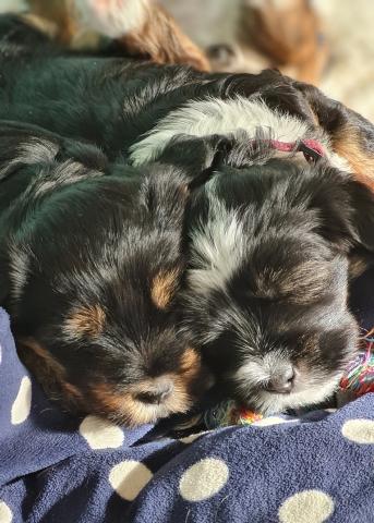 Tibet Terrier Welpe vom verlorenen Tal