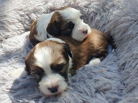 Chihosang Tibet Terrier Welpen 4 Wochen alt, Rüden