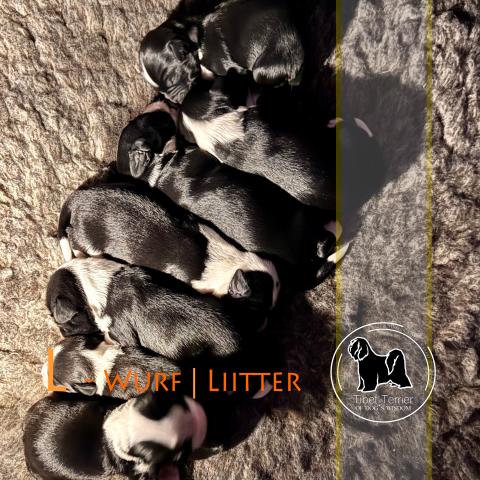 Tibet Terrier Welpen, 7 Welpen liegen in einer Reihe