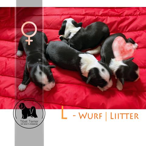 Tibet Terrier Welpen, 4 Hündinnen
