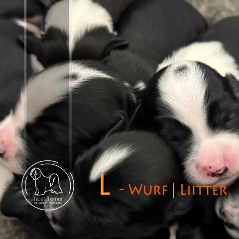 Tibet Terrier Welpen, wunderschöne Köpfen
