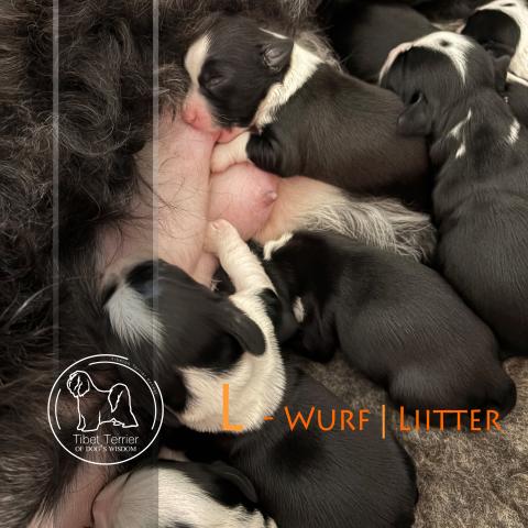 Tibet Terrier Welpen an der Milchbar