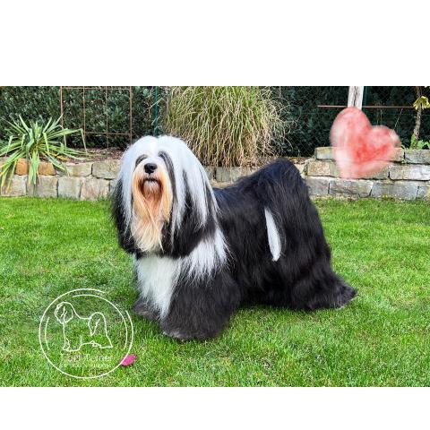 Tibet Terrier Hündin Gin, schwarz-weiss, Mutter des L-Wurfs of Dogs Wisdom2025