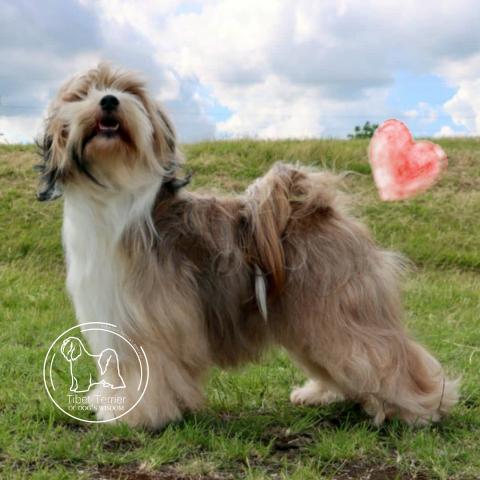 Tibet Terrier Rüde Outy, zobel-weiss, Vater des L-Wurf of Dogs Wisdom 2025
