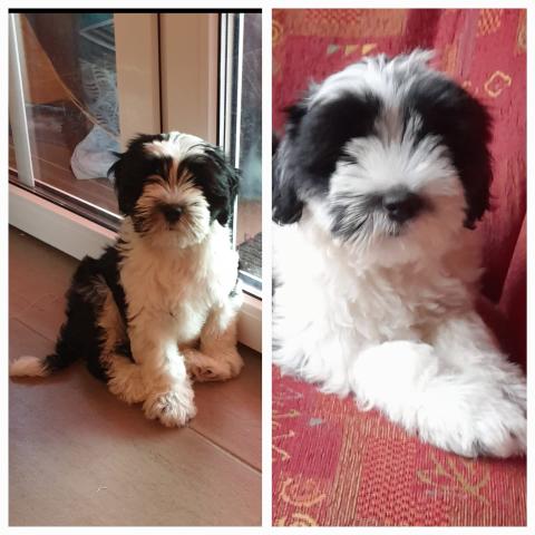 Deckrüde Lando,(links) und sein Sohn, mit ca.11 Wochen