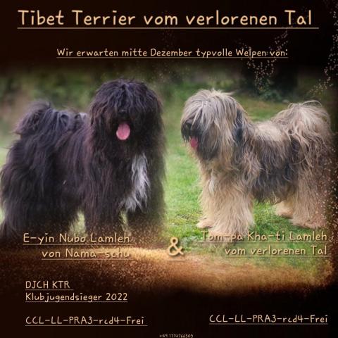 Die Eltern von unserem Lamleh-Wurf