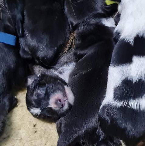 Tibet Terrier Welpe vom verlorenen Tal