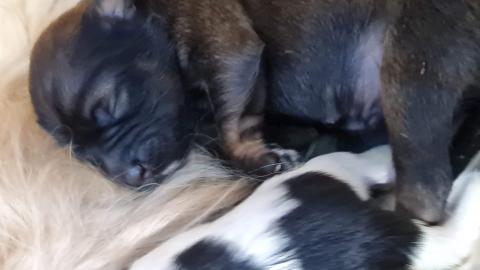 Tibet Terrier Welpe vom verlorenen Tal