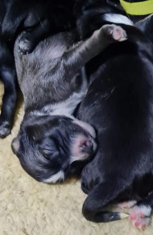 Tibet Terrier Welpe vom verlorenen Tal