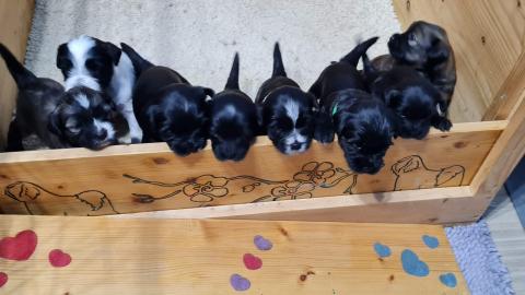 Tibet Terrier Welpen vom verlorenen Tal