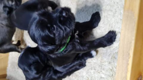 Tibet Terrier Welpe vom verlorenen Tal, 4 Wochen alt