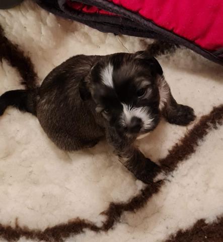 Welpen vom verlorenen Tal, 4 Wochen alt