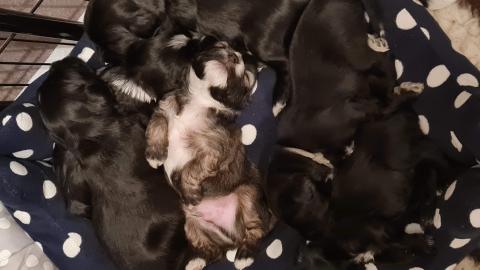 Welpen vom verlorenen Tal, 4 Wochen alt