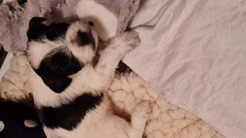 Welpen vom verlorenen Tal, 4 Wochen alt