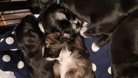 Welpen vom verlorenen Tal, 4 Wochen alt