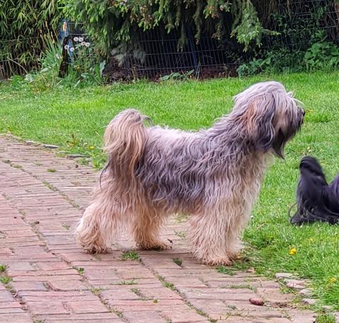 Die werdende Mami Tom-pa Kha-ti Lamleh vom verlorenen Tal