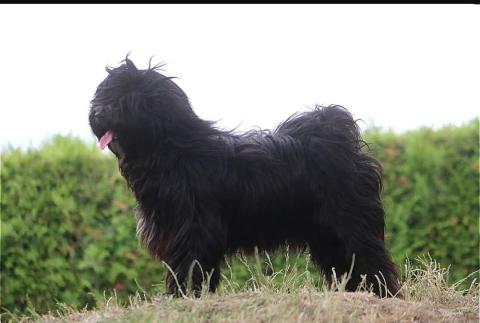 Der werdende Vater E-yin Nubo Lamleh von Nama-schu