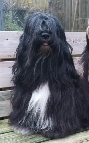 Der Vater: Tibicinan Ultimatum *Matti*