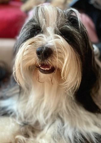 Boshay's Karuna Ni-ma