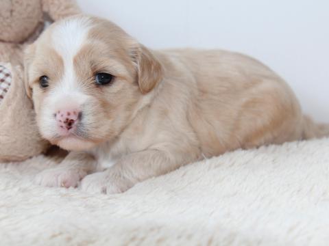 Boshay's Tibet Terrier S-Wurf; Serkyi (goldener Glanz) sucht ein schönes Zuhause