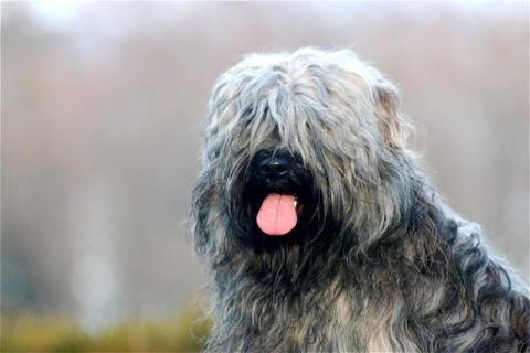 Fo-Dampa Lamleh von Nama-schu