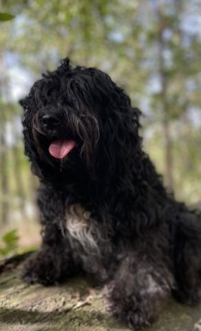 Wishnu Win Win von der Bären-Ranch