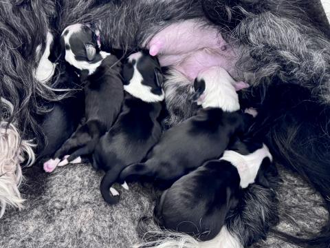 Tibet Terrier Welpen nach der Geburt: M-Wurf 2026 | Dog's Wisdom