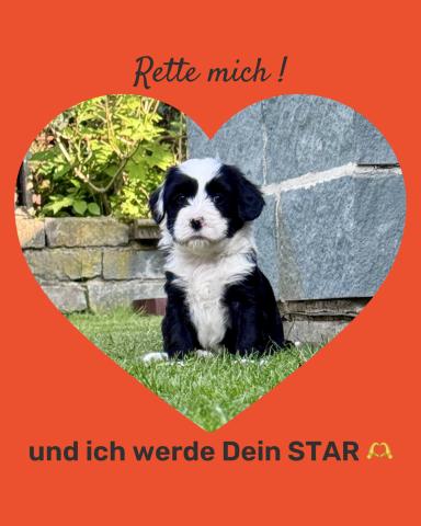 Tibet Terrier Welpe: M-Wurf 2026, Rüde schwarz-weiß | Dog's Wisdom