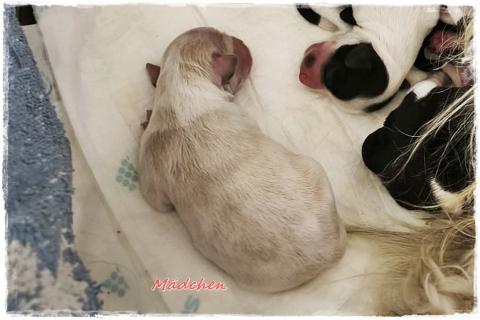 Unsere weisse Prinzessin hat sich umgefärbt, mal schauen wo es hin geht.