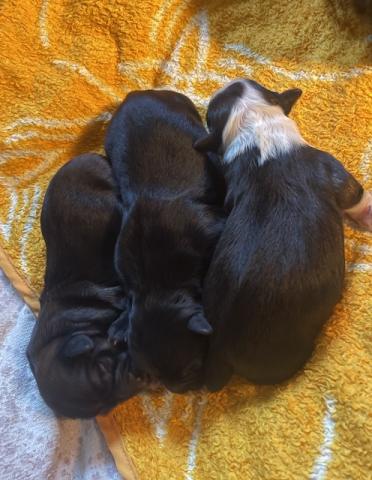 2/1 Welpen, geb. 15.03.2026