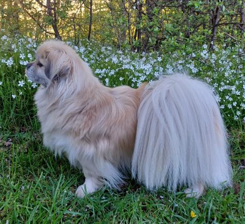 Chakra vom Dach der Welt, 7 Jahre alt