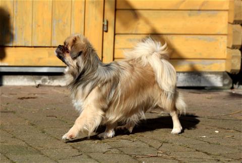 Sari (Balgay Thuk Pa) 6 Jahre alt