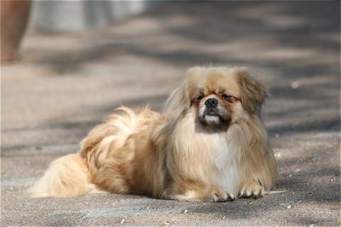 Castafiore Romulus, unser Ricci,5 Jahre alt 