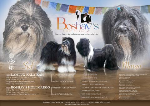 Boshay's Tibet Terrier T-Wurf, die Eltern Sjef und Margo