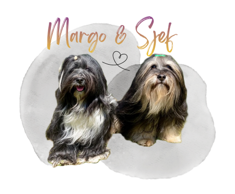 Die Eltern der Boshay's -Welpen: Boshay's Holi* Margo* & Lamlux Kala-kah *Sjef*