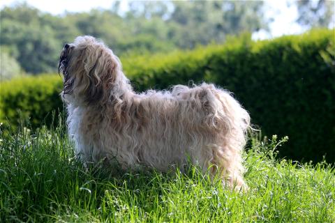 Trudi