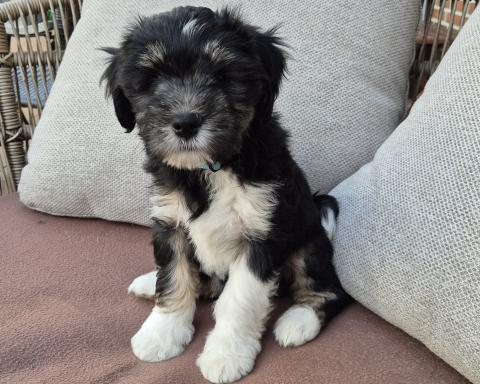 Felix vom Wuschelparadies