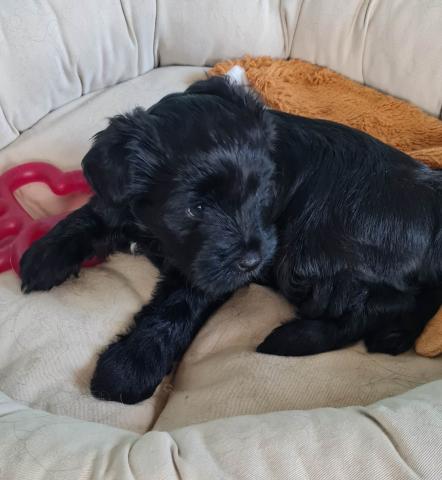 Tibet Terrier Welpe vom verlorenen Tal
