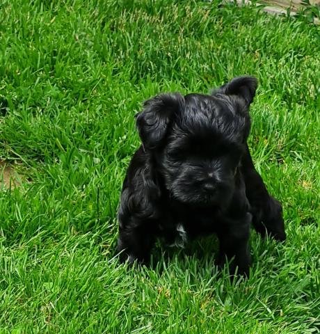 Tibet Terrier Welpe vom verlorenen Tal