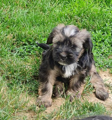 Tibet Terrier Welpe vom verlorenen Tal, Rüde
