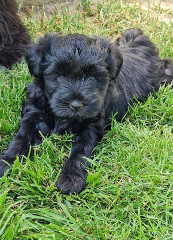 Tibet Terrier Welpe vom verlorenen Tal, Hündin 