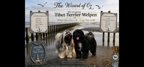 Wir erwarten typvolle Tibet Terrier Welpen, Anfang August 2026. Wir freuen uns auf die Baby`s von Nubo und Leilani