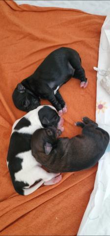 Lani`s Welpen sind da! Es sind 2 Hündinnen und ein 1 Rüde! 