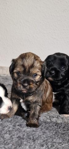 Unser zobel Rüde sucht noch seine neue Familie! Wurftag: 09.08.2026