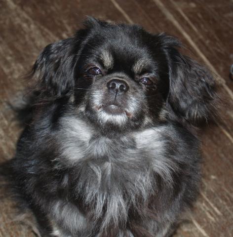 Tibet Spaniel Hündin "Immi"