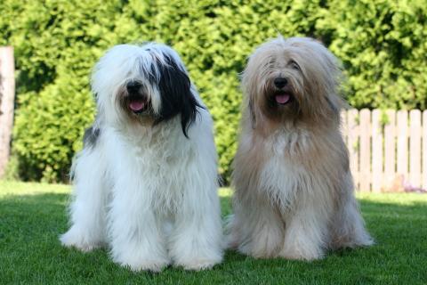 Tibet Terrier Freundinnen Dahkini und Chandra, hier mit 2 Jahren