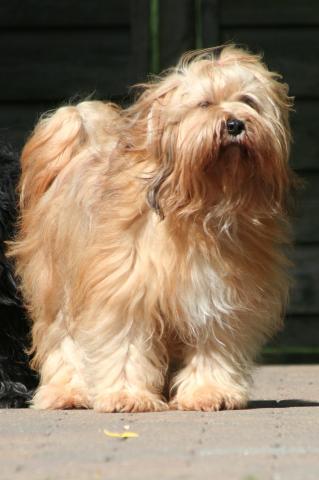 Unsere Tibet Terrier Hündin Chandra