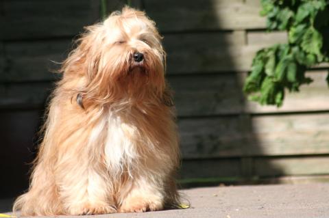 Chandra unsere süsse Tibet Terrier Hündin