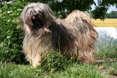 Unsere Tibet Terrier Hündin Yusha